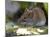 Common Vole, (Microtus Arvalis), Bielefeld, Nordrhein Westfalen, Germany-Thorsten Milse-Mounted Photographic Print