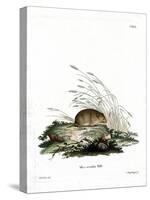Common Vole-null-Stretched Canvas