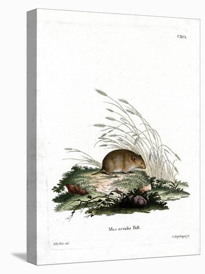 Common Vole-null-Stretched Canvas