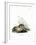 Common Vole-null-Framed Giclee Print