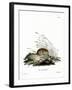 Common Vole-null-Framed Giclee Print