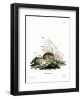 Common Vole-null-Framed Premium Giclee Print