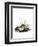 Common Vole-null-Framed Premium Giclee Print