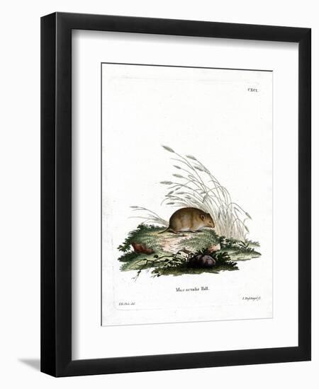 Common Vole-null-Framed Premium Giclee Print