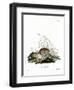 Common Vole-null-Framed Premium Giclee Print