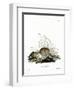 Common Vole-null-Framed Premium Giclee Print