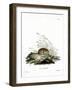 Common Vole-null-Framed Giclee Print