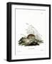 Common Vole-null-Framed Giclee Print