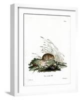 Common Vole-null-Framed Giclee Print