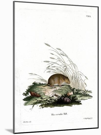 Common Vole-null-Mounted Giclee Print