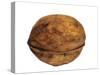 Common Walnut, Native to Southern Europe and Asia-Philippe Clement-Stretched Canvas