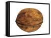 Common Walnut, Native to Southern Europe and Asia-Philippe Clement-Framed Stretched Canvas