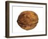 Common Walnut, Native to Southern Europe and Asia-Philippe Clement-Framed Photographic Print