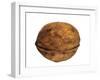 Common Walnut, Native to Southern Europe and Asia-Philippe Clement-Framed Photographic Print