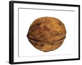 Common Walnut, Native to Southern Europe and Asia-Philippe Clement-Framed Photographic Print