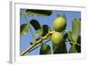 Common Walnut-null-Framed Photographic Print