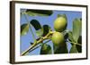 Common Walnut-null-Framed Photographic Print