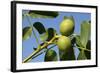 Common Walnut-null-Framed Photographic Print