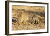 Common warthog (Phacochoerus africanus), Kruger National Park, South Africa, Africa-Christian Kober-Framed Premium Photographic Print