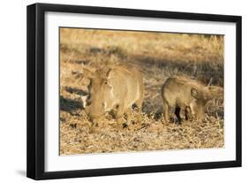 Common warthog (Phacochoerus africanus), Kruger National Park, South Africa, Africa-Christian Kober-Framed Premium Photographic Print