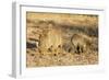 Common warthog (Phacochoerus africanus), Kruger National Park, South Africa, Africa-Christian Kober-Framed Premium Photographic Print