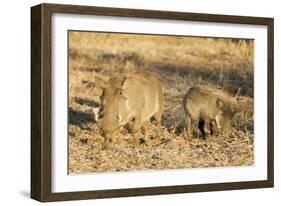 Common warthog (Phacochoerus africanus), Kruger National Park, South Africa, Africa-Christian Kober-Framed Photographic Print