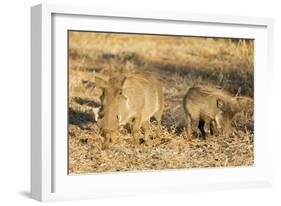 Common warthog (Phacochoerus africanus), Kruger National Park, South Africa, Africa-Christian Kober-Framed Photographic Print