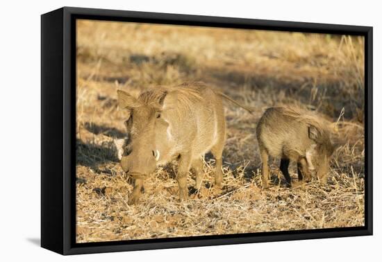 Common warthog (Phacochoerus africanus), Kruger National Park, South Africa, Africa-Christian Kober-Framed Stretched Canvas