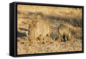 Common warthog (Phacochoerus africanus), Kruger National Park, South Africa, Africa-Christian Kober-Framed Stretched Canvas