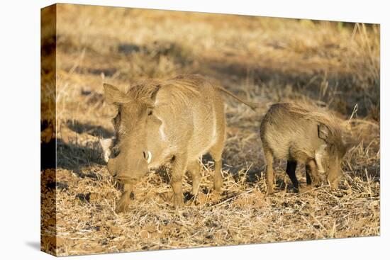 Common warthog (Phacochoerus africanus), Kruger National Park, South Africa, Africa-Christian Kober-Stretched Canvas