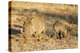 Common warthog (Phacochoerus africanus), Kruger National Park, South Africa, Africa-Christian Kober-Stretched Canvas