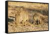 Common warthog (Phacochoerus africanus), Kruger National Park, South Africa, Africa-Christian Kober-Framed Stretched Canvas