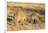 Common warthog (Phacochoerus africanus), Kruger National Park, South Africa, Africa-Christian Kober-Framed Photographic Print