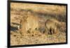 Common warthog (Phacochoerus africanus), Kruger National Park, South Africa, Africa-Christian Kober-Framed Photographic Print