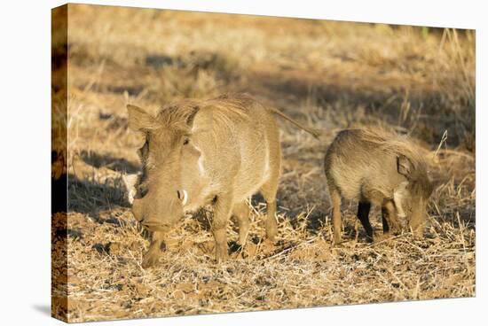 Common warthog (Phacochoerus africanus), Kruger National Park, South Africa, Africa-Christian Kober-Stretched Canvas