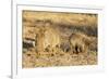 Common warthog (Phacochoerus africanus), Kruger National Park, South Africa, Africa-Christian Kober-Framed Photographic Print