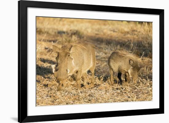 Common warthog (Phacochoerus africanus), Kruger National Park, South Africa, Africa-Christian Kober-Framed Photographic Print