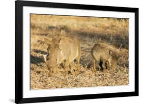 Common warthog (Phacochoerus africanus), Kruger National Park, South Africa, Africa-Christian Kober-Framed Photographic Print