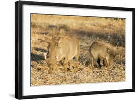 Common warthog (Phacochoerus africanus), Kruger National Park, South Africa, Africa-Christian Kober-Framed Photographic Print