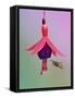Common wasp flying to fuchsia flower,  Banbridge, County Down, Northern Ireland.-Robert Thompson-Framed Stretched Canvas