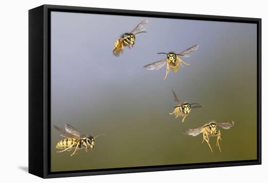 Common Wasp Group in Flight-null-Framed Stretched Canvas