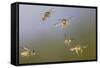 Common Wasp Group in Flight-null-Framed Stretched Canvas