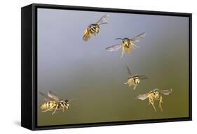 Common Wasp Group in Flight-null-Framed Stretched Canvas