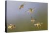 Common Wasp Group in Flight-null-Stretched Canvas