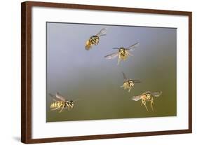 Common Wasp Group in Flight-null-Framed Photographic Print