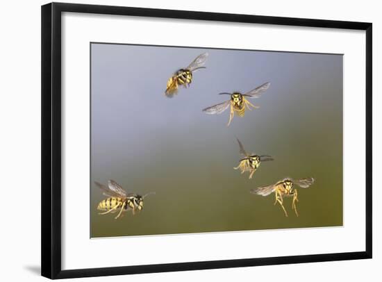 Common Wasp Group in Flight-null-Framed Photographic Print