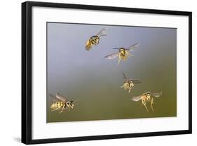 Common Wasp Group in Flight-null-Framed Photographic Print