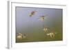 Common Wasp Group in Flight-null-Framed Photographic Print