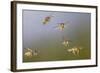 Common Wasp Group in Flight-null-Framed Photographic Print