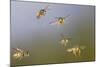 Common Wasp Group in Flight-null-Mounted Photographic Print
